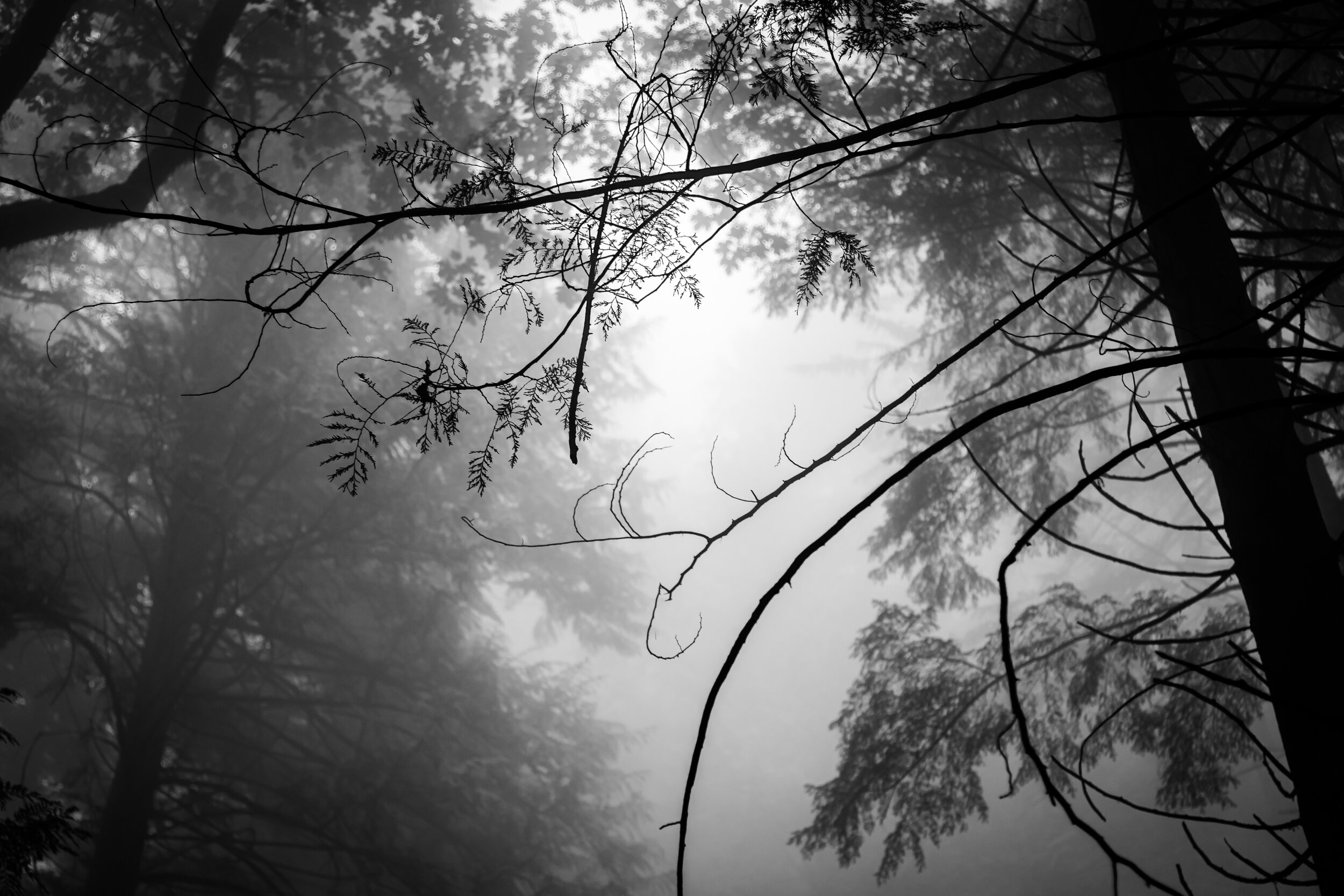 LightStriver-Philip-Budd-IMG-2904-Full-Black-White-Vancouver-Grouse-Mountain-Tree.jpg