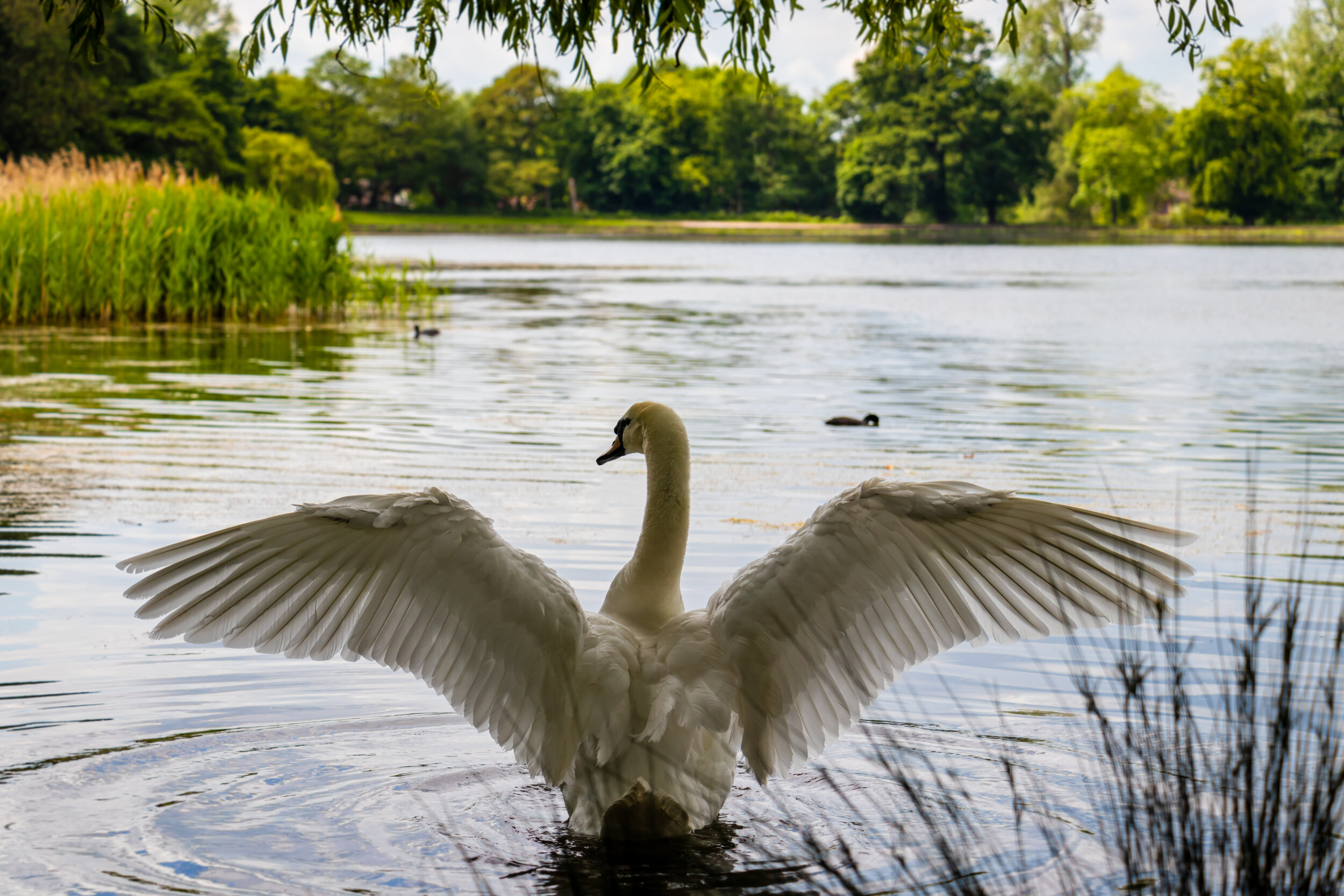 LightStriver-Philip-Budd-IMG-0376-Full-Colour-Nottingham-Wollaton-Park-Swan-Lake-Wing.jpg