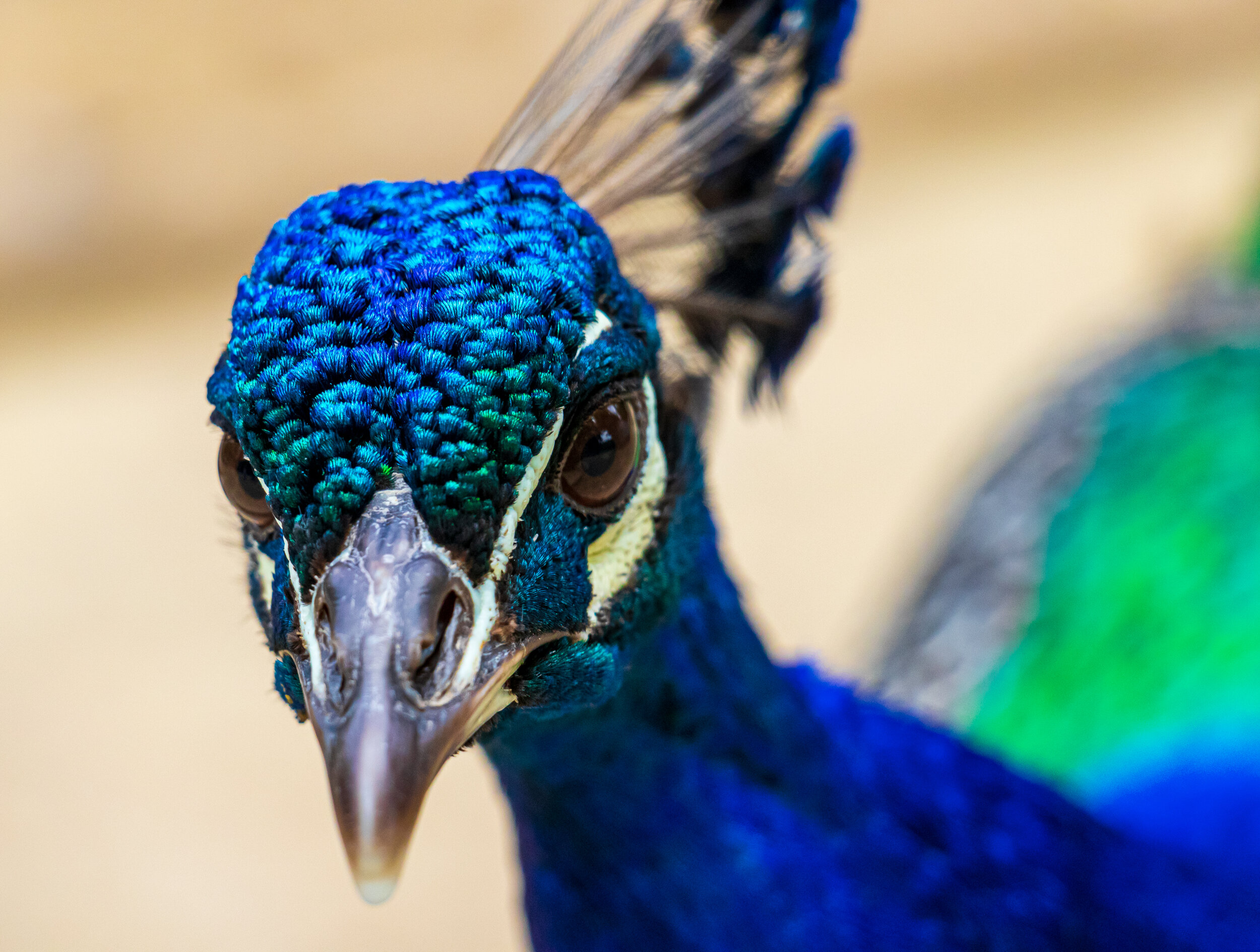 LightStriver-Philip-Budd-IMG-0889-Full-Colour-Prinknash-Bird-Deer-Park-Peacock.jpg